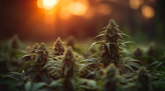 Cannabis 101: An Herbalist's Guide